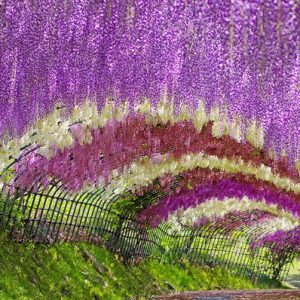 Những loài hoa tuyệt đẹp trên đất nước Nhật Bản