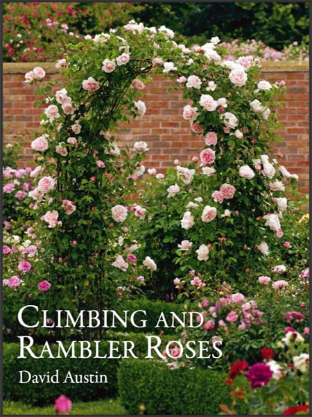 Climbing and rambler roses