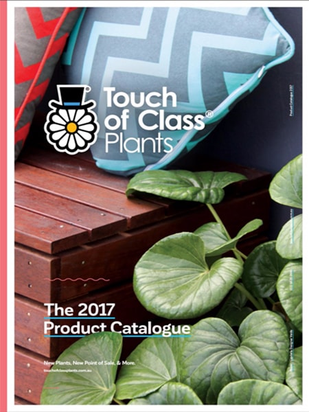 Touch of class plants