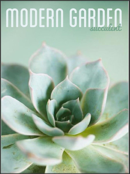 Modern Garden-Succulent