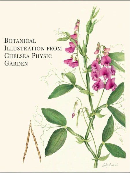 Botanical illustration from chelsea physic garden