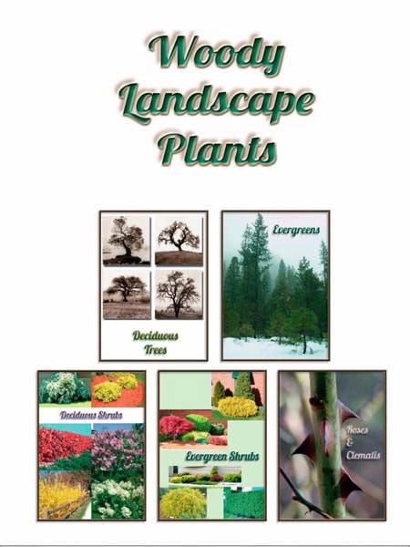 Woody landscape plants