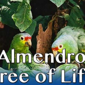 Almendro Tree of Life – The Secrets of Nature