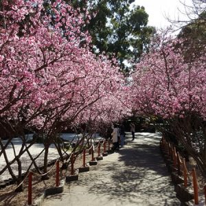 Cherry Blossom / Lễ hội hoa anh đào Nhật Bản