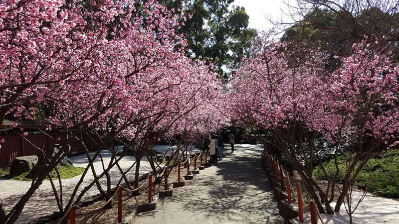 Cherry Blossom / Lễ hội hoa anh đào Nhật Bản