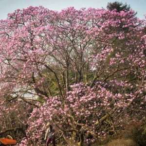 England’s Biggest Magnolia / Cây hoa mộc lan lớn nhất ở nước Anh