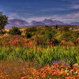Namaqualand – Africa’s Desert Garden – The Secrets of Nature / Namaqualand khu vườn giữa sa mạc châu Phi – Bí mật tự nhiên