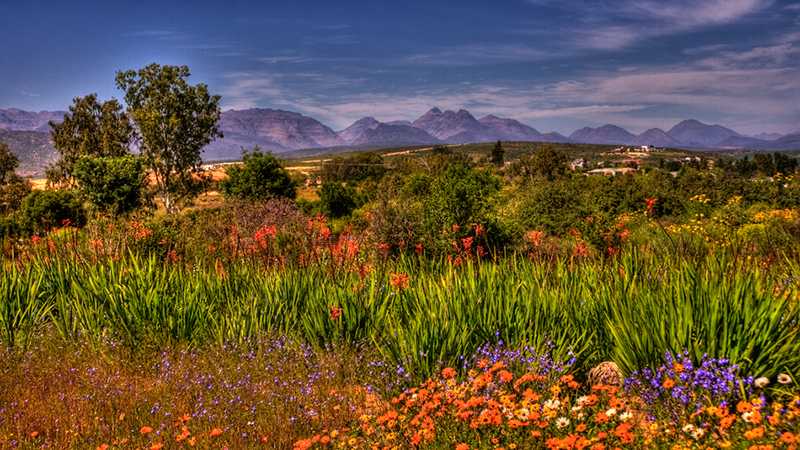 Namaqualand – Africa’s Desert Garden – The Secrets of Nature / Namaqualand khu vườn giữa sa mạc châu Phi – Bí mật tự nhiên