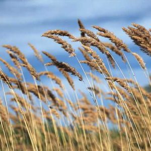Tall Grass & Wind / Đồng cỏ và gió ngàn