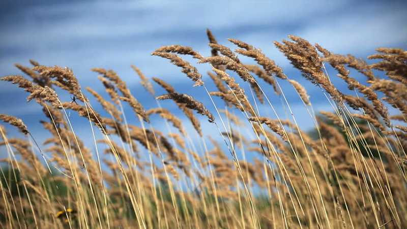 Tall Grass & Wind / Đồng cỏ và gió ngàn