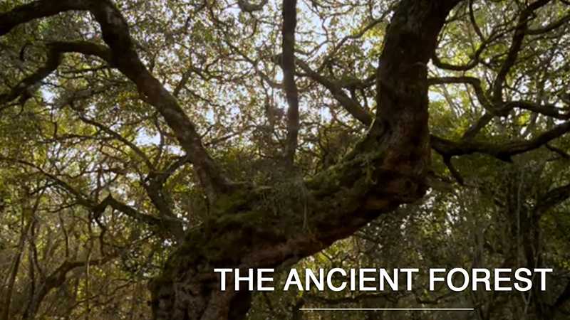 The Ancient Forest – Platbos / Khu rừng cổ Platbos