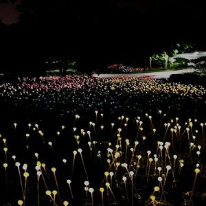 A Field of 20,000 Glowing Lights | Bruce Munro at Cheekwood