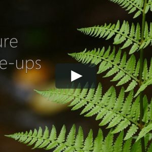 Nature Close-ups (4K)