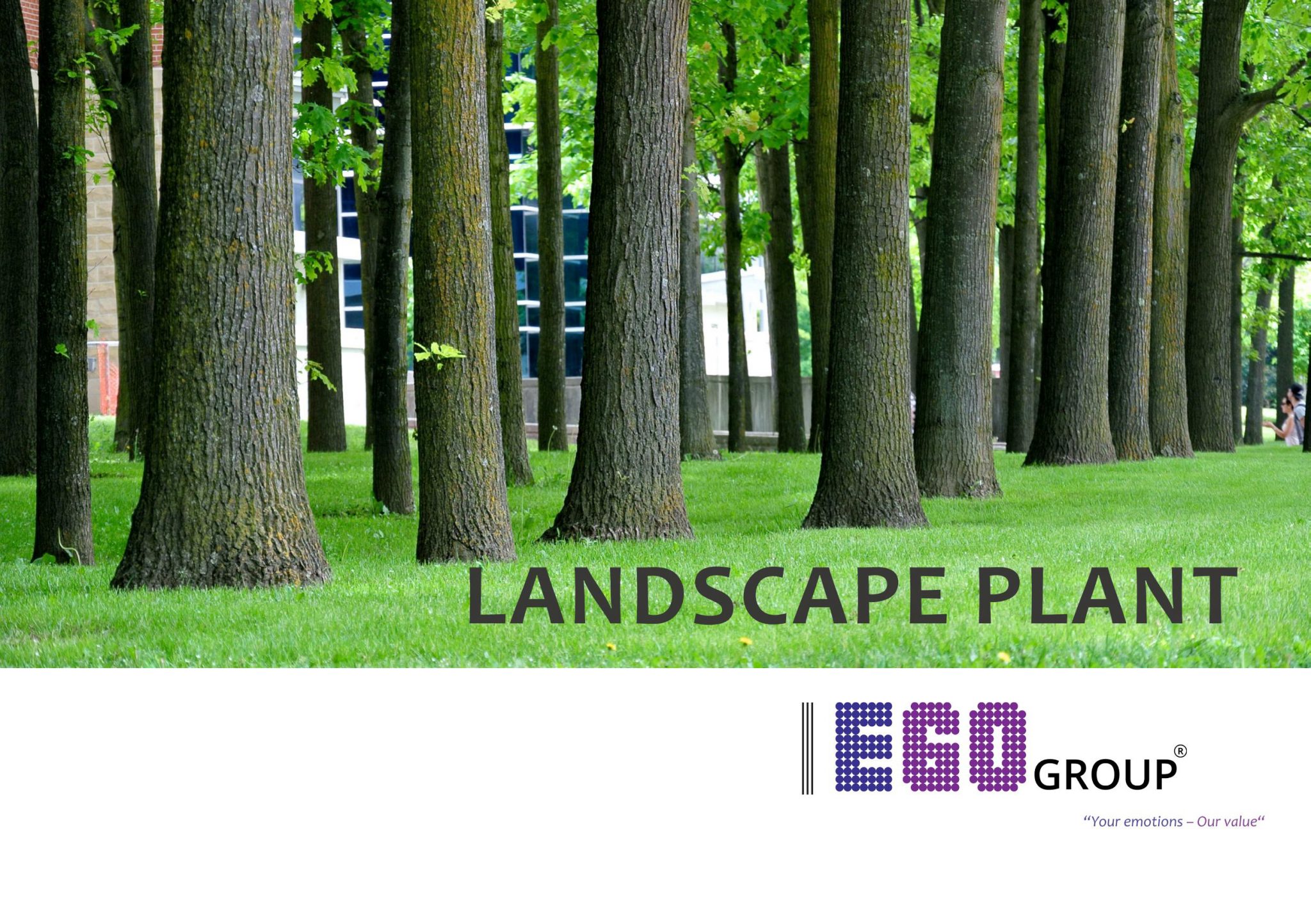 EGO Landscape Plant: Shrubs, Flowers, Groundcovers
