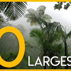 The 10 Largest Forests on Earth / Top 10 khu rừng lớn nhất thế giới
