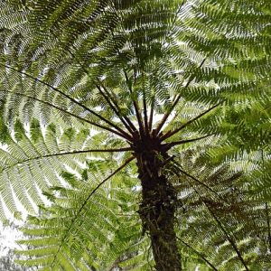 Tree Ferns – a Beginner’s Guide / Hướng dẫn trồng và chăm sóc Dương xỉ
