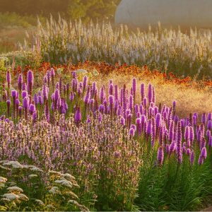 Piet Oudolf – Perennials, garden design, lecture
